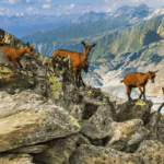 ALPİN KEÇİSİ