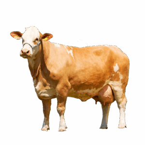 Simmental